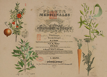 PlantaMedicinales.jpg