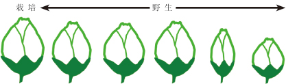 Tochimoto-Artemisia-cmt115.jpg