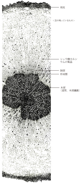 Tochimoto-Moutan-cmt445.jpg