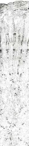 Tochimoto-Ginseng-曲参（韓国）-Ｊ.jpg