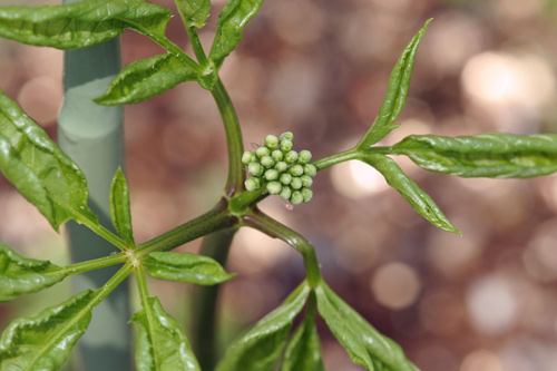 Panax ginseng C. A. Meyer オタネニンジン