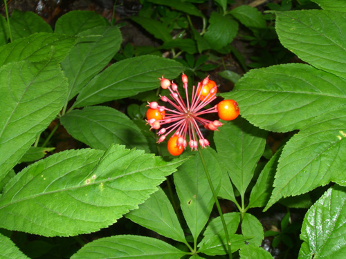 Panax japonicus C. A. Meyer トチバニンジン