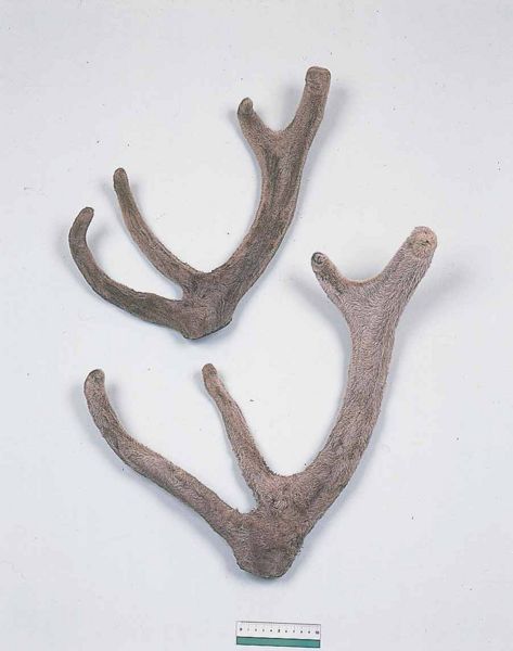 File:Alps:Velvet Horn2.jpg