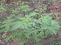 BG-vit18481.jpg