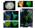 Thumbnail for version as of 17:17, 1 September 2011