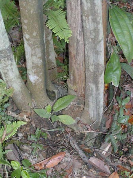 File:Tochimoto-Cinnamon-004-広南01.jpg