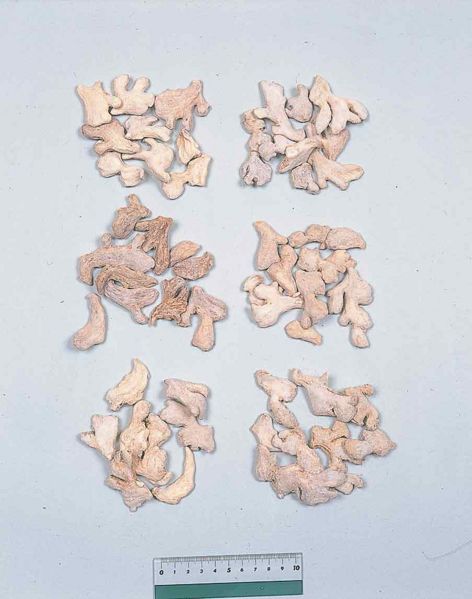 File:Alps:Zingiberis Rhizoma.jpg