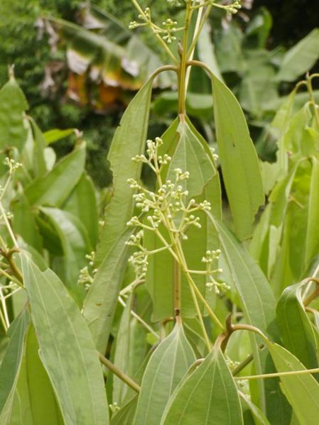 File:Tochimoto-Cinnamon-P1010119.jpg