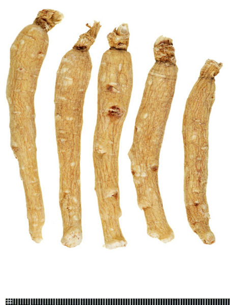 File:Tochimoto-Ginseng-ニンジン-韓国-生干人参(1級)-(保存サンプル・寝)-03.jpg