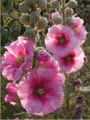 BG-hib10122.jpg