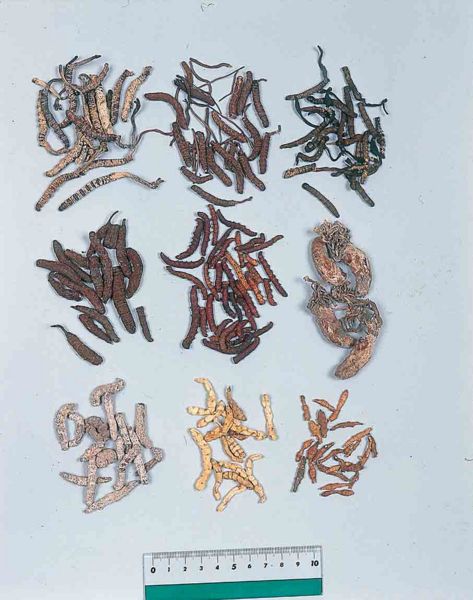 File:Alps:Chinese Caterpillar Fungus2.jpg