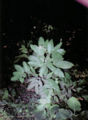 BG-gly01301.jpg
