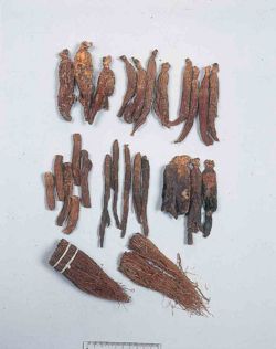 Alps:Ginseng Radix Rubra2.jpg