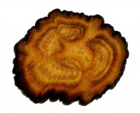 Tochimoto-Ginseng-紅参・二茎根 PICT-Ｊ.jpg