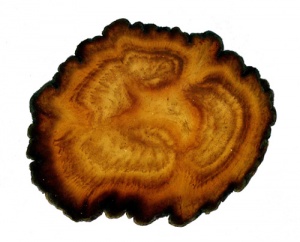 Tochimoto-Ginseng-紅参・二茎根 PICT-Ｊ.jpg