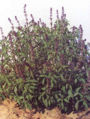 BG-oci01211.jpg