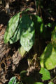BG-mor04111.jpg