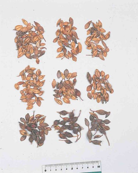 File:Forsythiae Fructus.jpg