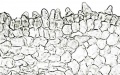 Thumbnail for version as of 12:14, 1 December 2010