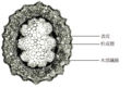 Thumbnail for version as of 18:20, 2 December 2010