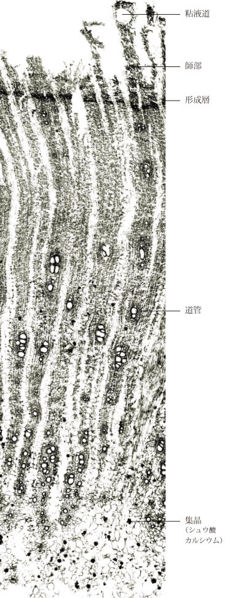 File:Tochimoto-Rhubarb-cmt335 1.jpg