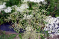 Thumbnail for version as of 22:06, 10 November 2010