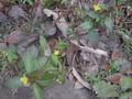 BG-lud18311.jpg