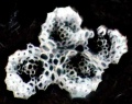 Thumbnail for version as of 12:14, 1 December 2010