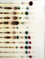 Thumbnail for version as of 19:13, 24 November 2010
