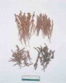 Thumbnail for version as of 14:55, 25 January 2010