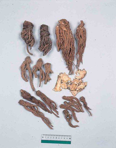File:Alps:Angelicae Radix2.jpg