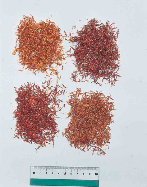 File:Carthami Flos2.jpg