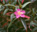 BG-mel02051.jpg