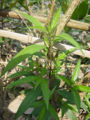 BG-jus18041.jpg