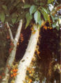 BG-fic11101.jpg