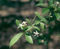 BG-tab02041.jpg