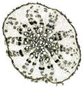 Tochimoto-Glycyrrhiza-栽培・根③(瘤から80cm).PCT-Ｊ.jpg