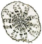 Tochimoto-Glycyrrhiza-栽培・根③(瘤から80cm).PCT-Ｊ.jpg
