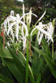 BG-cri01071.jpg