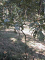 BG-ter06121.jpg