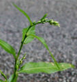BG-pol01282.jpg