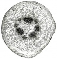 Thumbnail for version as of 12:14, 1 December 2010