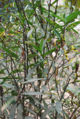 BG-jus04271.jpg