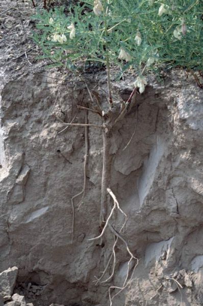 File:Tochimoto-Astragalus-010-黄蓍18.jpg