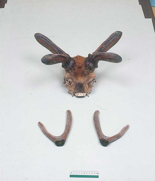 File:Alps:Velvet Horn4.jpg