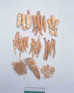 Alps:Ginseng Radix3.jpg