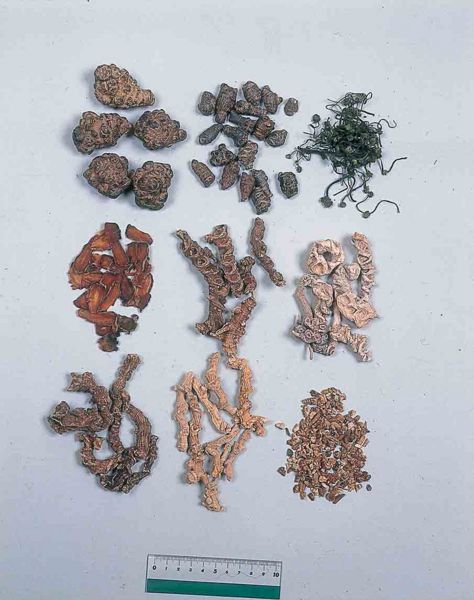 File:Alps:Panacis japonici Rhizoma.jpg
