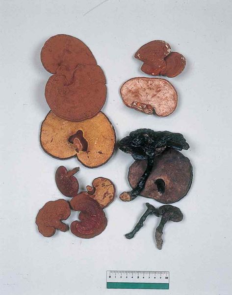 File:Alps:Lucid Ganoderma.jpg