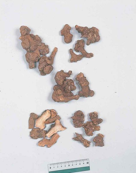 File:Alps:Atractylodis Rhizoma2.jpg