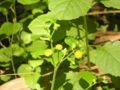 BG-blu05121.jpg
